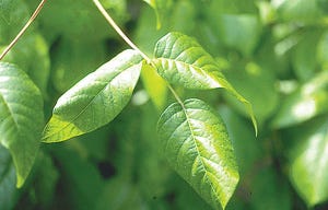Photo by Dr. John Meade/Rutgers Cooperative Extension - A telltale three leaves on one stem identifies poison ivy.