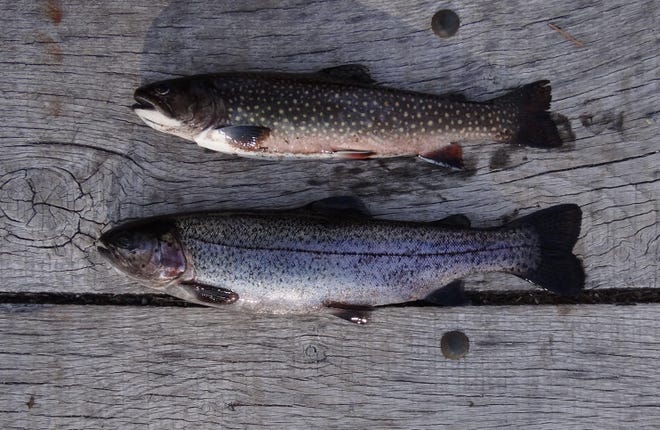 Thousands of trout, such as this brook trout, top, and rainbrow trout, have been released in area lakes and ponds for anglers to catch beginning on opening day Saturday.