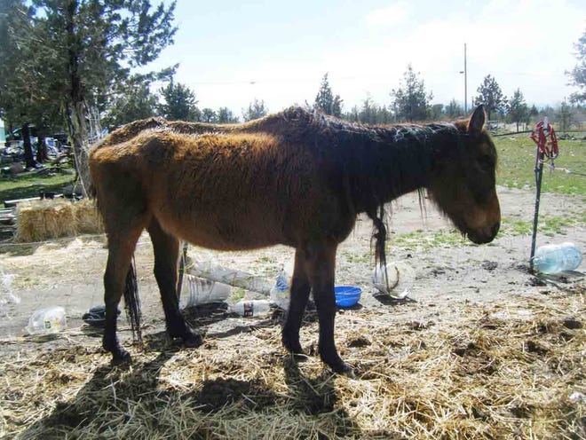 The Siskiyou County Sheriff’s Office has taken over the Big Springs horse abuse investigation from Siskiyou County Animal Control. “We are going to make sure that these people – if guilty – are 
prosecuted to the fullest extent of the law,”?Sheriff?Jon Lopey said. Pictured here is the gelding that was rescued from the Big Springs property on March 31. A mare found at the scene did not survive, and neighbors report that one horse was buried alive.