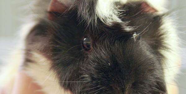 Marshmallow, a female guniea pig, is one of six guinea pigs available at the AWSOM animal shelter in Stroudsburg.