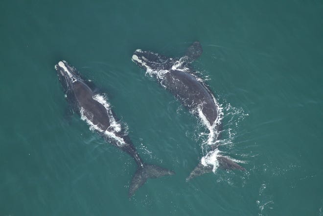 A pair of juvenile right whales are sighted off Fernandina Beach on Jan. 17. Six other juvenile whales were also spotted in the area.