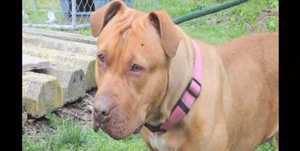 Rosa is a red nose pit bull terrier available for adoption from the AWSOM animal shelter in Stroudsburg.