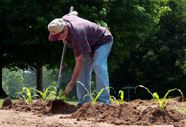 Jerry Martin carefully forms loose mounds of soil around the bases of his corn plants for maximum water absorption in his garden on Tyro Road near Vi-Mae Drive on Tuesday.