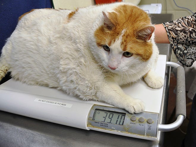 "Meow," a tabby, tops the scale at more than 39 pounds on April 19 at the Santa Fe Animal Shelter in Santa Fe, N.M. Meow has died from apparent complications of his morbid obesity, an animal shelter said Monday.