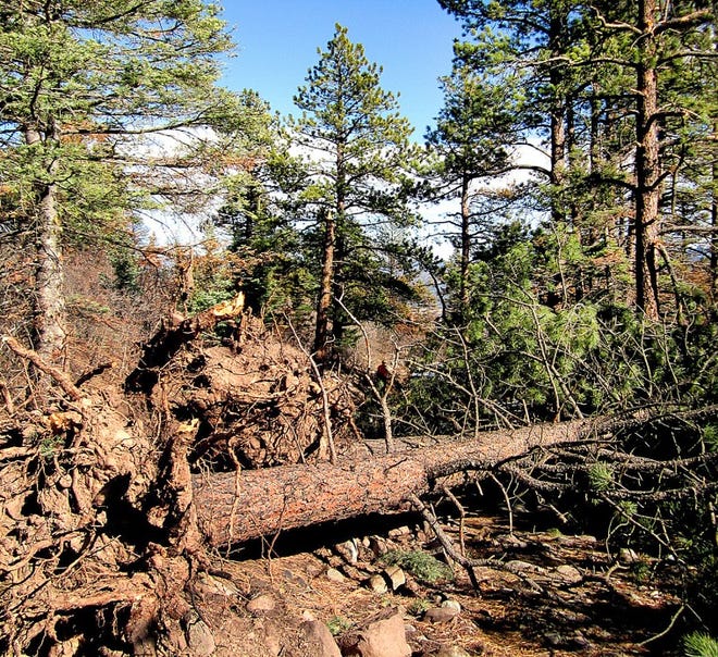 Toppled trees are blocking trails in the Sangre de Cristo mountains of Custer County after extreme winds last November.
