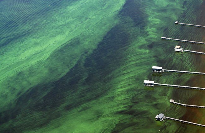 An algal bloom threatened the St. Johns River in 2010, as seen in this photo taken near Alpine Groves Park, Wednesday afternoon, June 16, 2010. BY DARON DEAN, daron.dean@staugustine.com