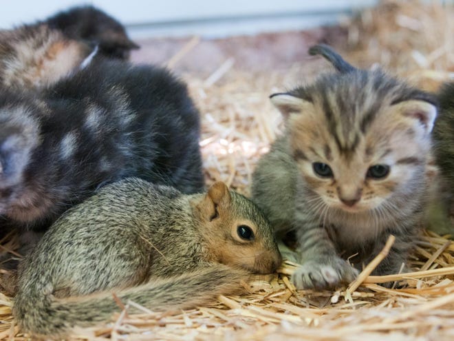 The family cat has adopted an injured squirrel that was found by Bailee Schultz, 8, near his grandparent's house in Bangor Township, Mich., and has been nursing it as one of her own. (AP Photo)