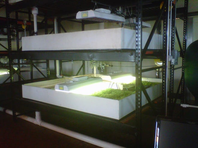Multi-rack produce, such as this at 312 Aquaponics in Chicago, can be grown year around. Galesburg's Entrepreneur, Business, Industry Network's Global Strategies Director Gary Camarano recently toured 312 Aquaponics. Water from fish raised in stainless steel vats is used to grow produce. That water, in turn, is part of a closed-loop system, and is later recycled and used again for raising fish. Local economic development officials hope to attract such an operation to Galesburg. A three-state initiative has been formed to attract more aquaponics to Illinois, Indiana and Wisconsin.