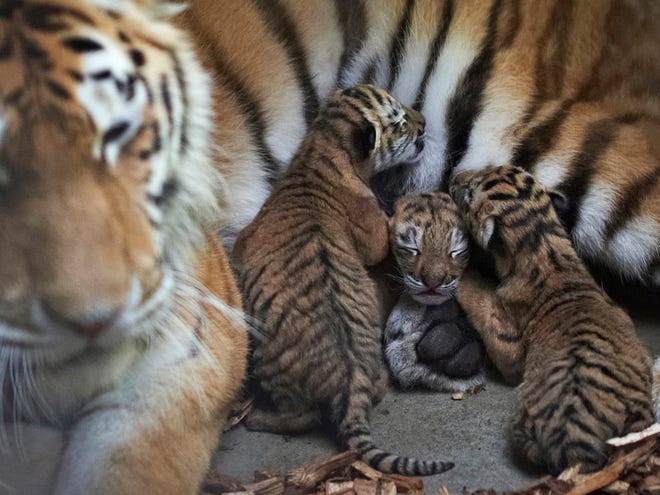 This image made available by Odense Zoo, shows Odense Zoo's female tiger after she gave birth to three cubs the night of Wednesday May 3. 2012. The three cubs will be seen by visitors to the Zoo later this spring. The cubs are a welcomed as an increase in the population of the dying Sibisriske tiger. (AP Photo/Polfoto/Ard Jongsma/Odense Zoo)