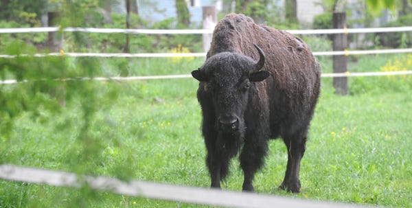 This female bison on the Graeber farm in Henryville had a run-in with a car over the weekend. She suffered a broken horn but otherwise is fine, her owner said.