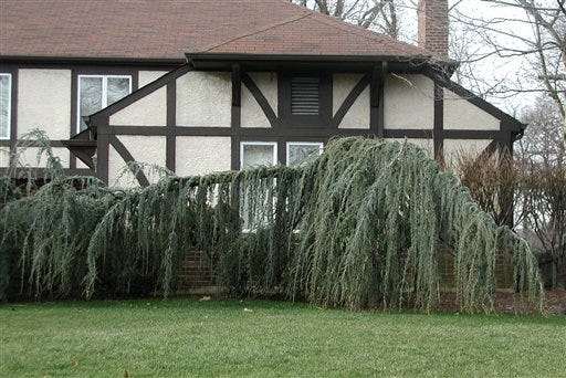 A weeping larch is shown in Scarsdale, N.Y.
