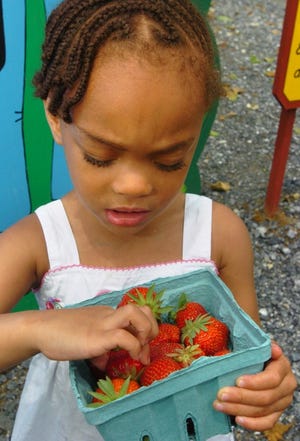 Two year old Alysa Tisby of Voorhees, NJ looks over some just picked strawberries at Johnson's Corner Farm on Wednesday. She was picking strawberries with her mother Linda Tisby at the Medford farm.
