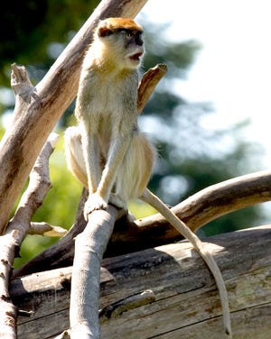 A patas monkey (though not the one running loose in Alachua County). (AP file photo)