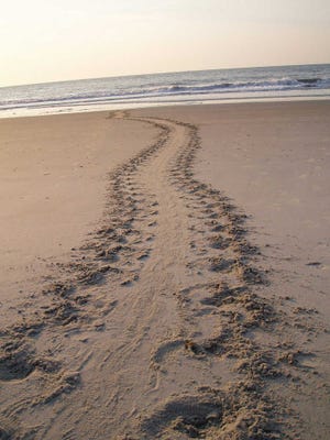 Special to Savannah Morning News A loggerhead sea turtle left these tracks Monday night as she made her way up the beach to lay eggs, the first nest of the season on Tybee Island.