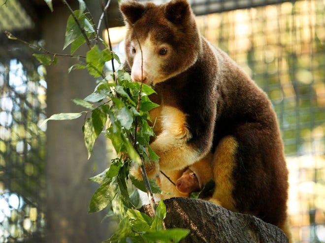 Omari, a 3-year-old female Matschie's tree kangaroo, feeds at the Santa Fe College Teaching Zoo Thursday. Omari gave birth to a joey, pictured in her pouch below, sometime in November.