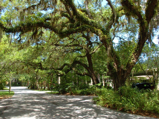 A rich canopy of oaks adds a play of shadow and light to Arboreal, a neighborhood of 31 condominium townhouses off Webber Street, east of McIntosh Road in Sarasota.