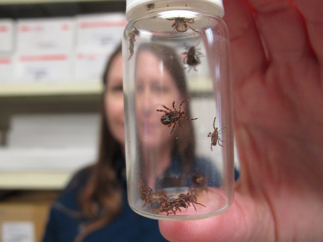 Doctoral student Connie Johnson poses May 24 with a vial of Gulf Coast ticks she picked up around North Carolina State University in Raleigh, N.C. Johnson and others are trying to find out why certain disease-carrying ticks are proliferating in the Southeast.