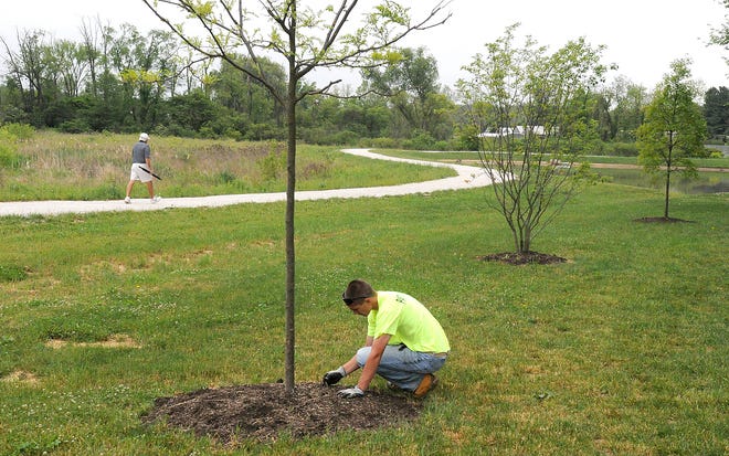 Drew Baad, a seasonal worker for Plain Township pulls weeds and turns mulch over around young trees in the Schneider Road park along side Stark Parks' newest walking path.