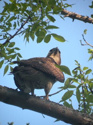 A large hawk was spotted in Salem’s Forest River Park on May 19, 2012.