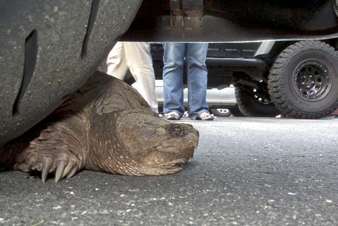 Police relocated a snapping turtle from a Pease parking lot on Thursday to some nearby woods, after it was found underneath a vehicle.