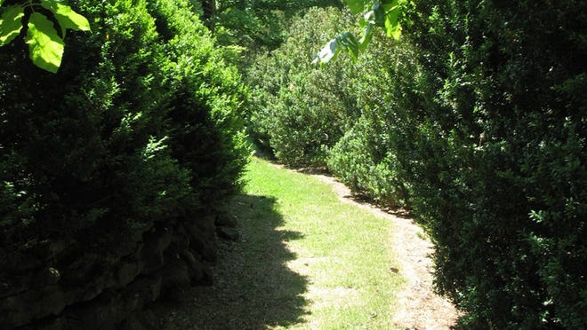 Cheekwood estate, today a public botanical garden, offers visitors scores of varieties of boxwood.
