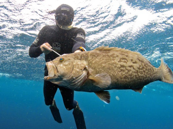 When spearfishing, divers work in groups for safety concerns. Photo courtesy of Ryan McInnis