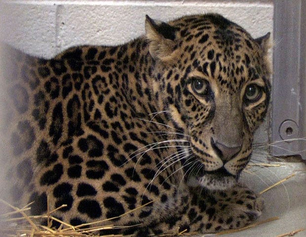 Exotic animal bill becomes law