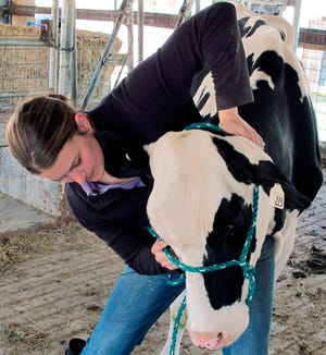 Veterinarian Dr. Sara Gilbertson performs a chiropractic adjustment on a dairy cow in Cleveland, Wis.