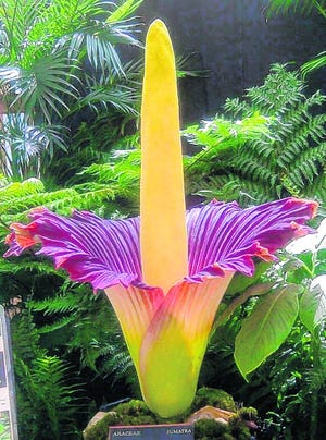 The Amorphophallus titanum started displaying its rare bloom Saturday 
afternoon at Selby Gardens. It won't last very long. PHOTO PROVIDED BY MARIE 
SELBY BOTANICAL GARDENS