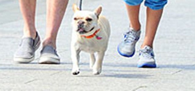 Guess the celebrity pet week 57