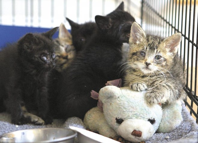 Kittens that are being cared for at Mount Hope Animal Hospital in Portsmouth huddle together in their cage on Wednesday.