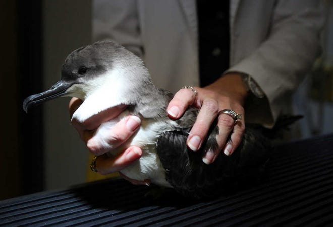 Veterinarian Kathleen Deckard holds a Greater Shearwater that was brought in to St. Johns Veterinary Clinic after it was found stranded on a St. Johns County Beach on Thursday, June 21, 2012. BY DARON DEAN, daron.dean@staugustine.com