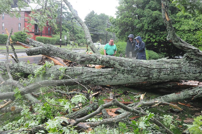 Taunton Emergency Management Agency Director Rick Ferreira, left, a tree service worker and Winthrop Street resident Cathy Broutsas, right, inspect a tree that was knocked down on Winthrop Street after being struck by lightning. Taunton Gazette| Mike Gay