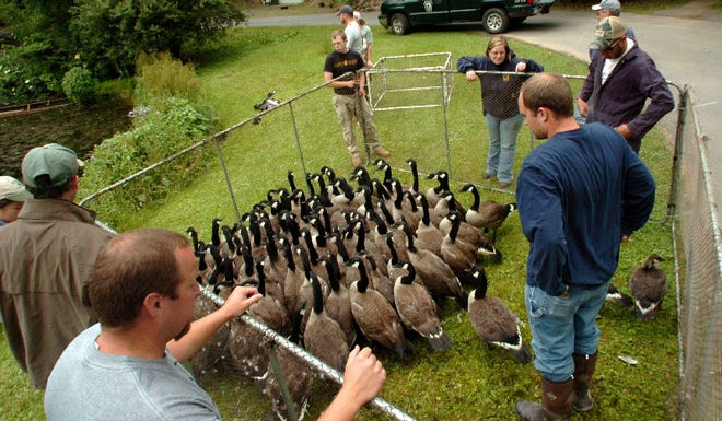 A dozen Pennsylvania Game Commission officials and volunteers corral a flock of Canada Geese along Weir Lake in Gilbert on Tuesday, June 26, 2012. The timing of the banding operation is critical. Biologists gather the geese when they are molting and unable to fly, making them easier to capture and band.