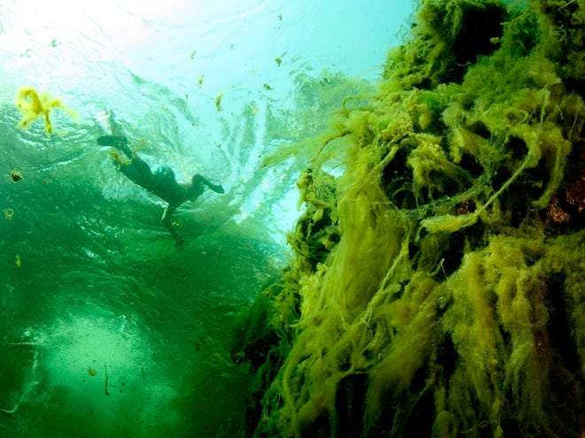 In this file photo, a swimmer swims near thick algae that blankets both the shallow edge of the spring and down to about 30 feet at Troy Springs State Park in Branford, Fla., on Saturday May 26, 2012. The water levels are very lower lowering the depth of the spring by at least 10 feet.