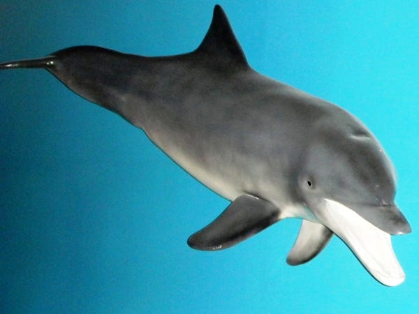 This replica of a bottlenose dolphin can be found in the Museum of Coastal Carolina’s ocean reef gallery. Contributed photo