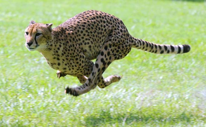 Hasari, the third cheetah to run, caught the mechanical decoy (under cover in the foreground) and was lured away with food.