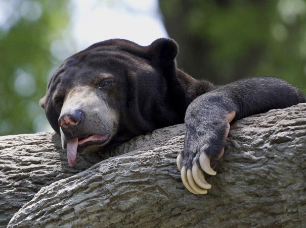 A sun bear reacts to triple-digit temperatures at the Henry Doorly Zoo in Omaha, Neb., Friday, July 6, 2012. Associated Press
