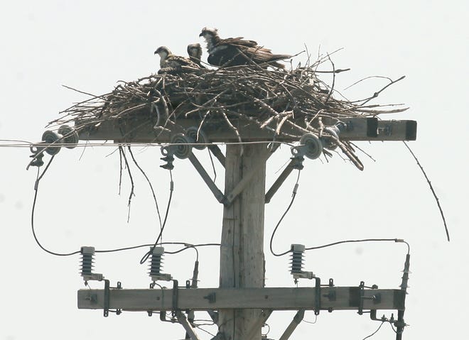 An adult osprey sits in its nest with two chicks at the Chautauqua National Wildlife Refuge near Havana. Ospreys are endangered in Illinois, and refuge personnel cut power to the utility lines and cordoned off the area to protect the birds. Chris Young/The State Journal-Register.