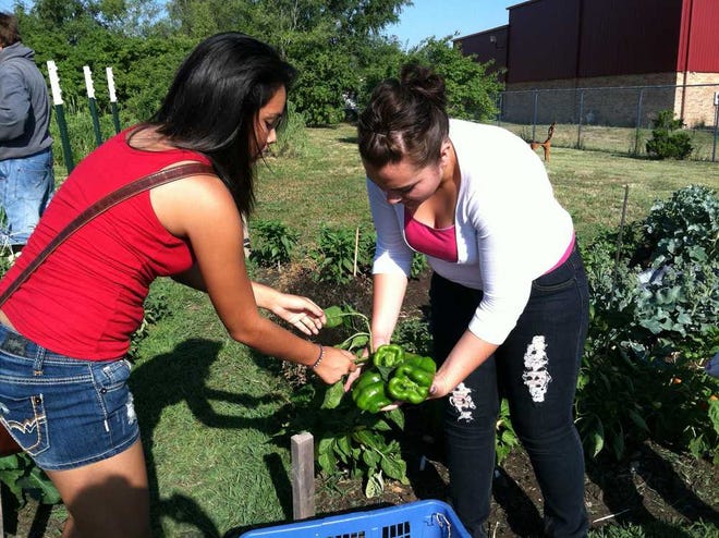 From left, Monica Beltran and Selene Tavares harvest green bell peppers from the school garden. Both Highland Park students are enrolled in a six-week horticulture class this summer. The peppers were used to make Chiles Rellenos.