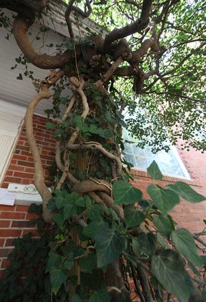 The original branches of an ivy formation at the R.A Jennings residence in Lubbock are more than 60 years old.