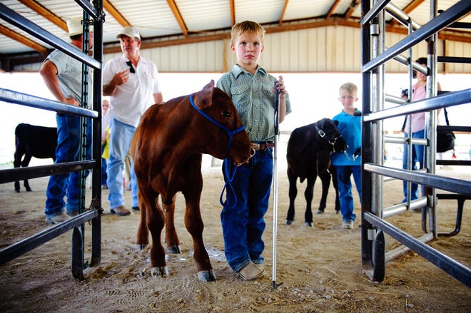 Ethan Miller, 6, waits with Buddy, his Red Angus calf, before the youth bucket calf showing Monday at the Central Missouri Events Center, Home of the Boone County Fair.