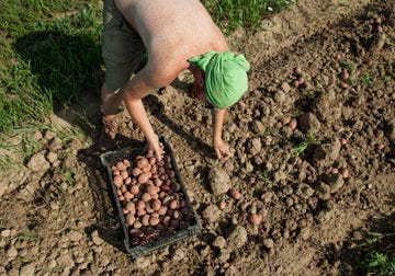A farm hand harvests potatoes a month early at King's Hill Farm at Mineral Point, Wis. on Monday, July 30. The potato yield is about one fifth of the expected yield, but is the farm's only salvageable crop after the other crops perished in the drought gripping large sections of the Midwest.
