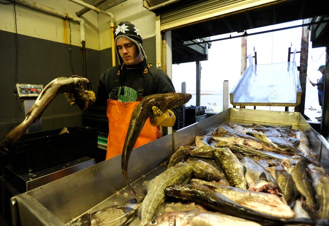 File - Chatham Fish Pier worker weighs cod from the Chatham fishing boat Miss Fitz on December 12, 2011. Regulators said Thursday that New England are facing severe cuts in their catch limits in 2013.