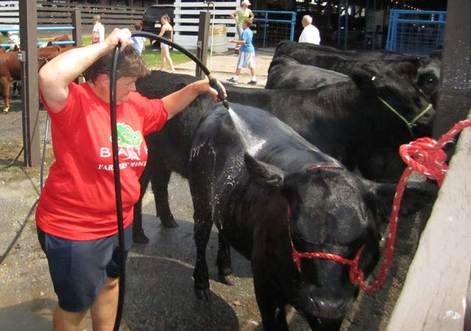 Photo by Rob Jennings/New Jersey Herald - Gwen Wagner washes her market steer, Jackson, on opening morning Friday at the New Jersey State Fair/Sussex County Farm and Horse Show in Augusta.