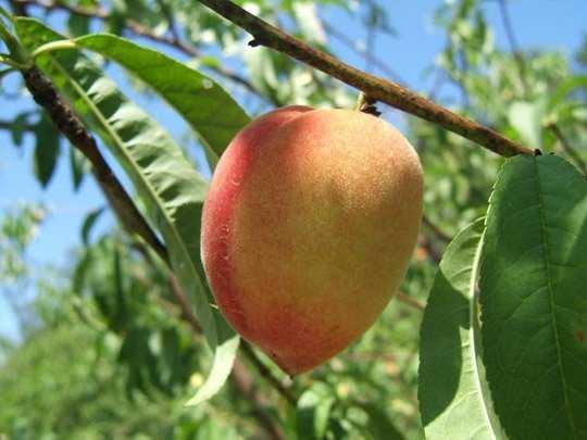 University of Florida Peaches are susceptible to a variety of insects and diseases and have few defenses.