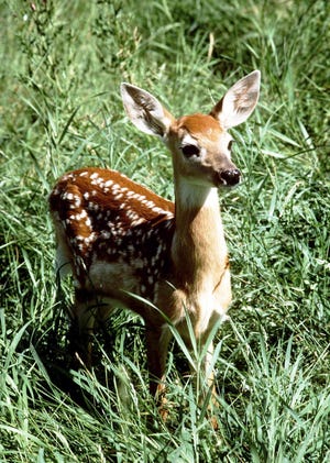 Isn’t little Bambi adorable -- not!