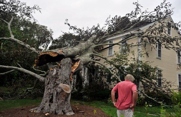 Barnstable -- 08/28/1 1-- Sandy Blair looks on to the damage at 250-year-old beech tree caused to the historic Daniel Davis house along Route 6A in Barnstable. Blair just finished renovations to the home two days before tropical storm Irene struck the area Aug. 28, 2011.