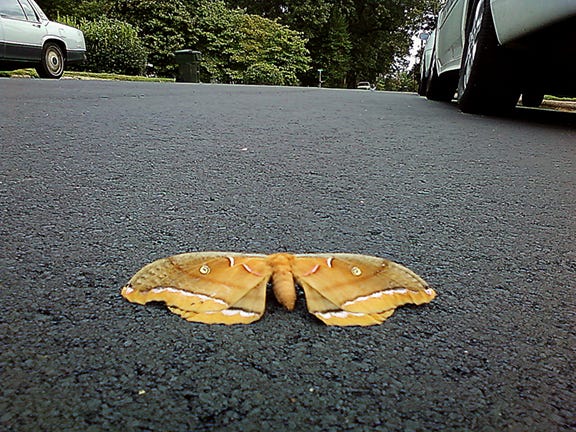 A brown moth lies on newly paved asphalt on Ridgewood Drive on Wednesday morning.