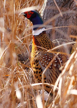 In places where birds are plentiful, particularly for pheasants, it’s usually harder to find access to private land and public areas have high traffic.